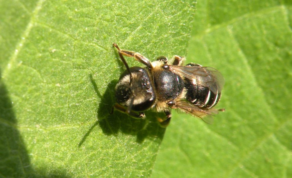 femmine di Andrena sp. e Apidae Halictinae